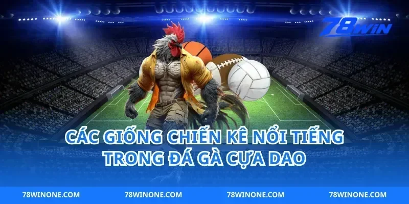 Các giống chiến kê nổi tiếng trong đá gà cựa dao