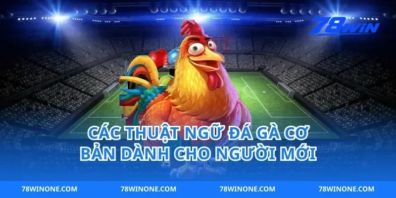 Các thuật ngữ đá gà cơ bản dành cho người mới